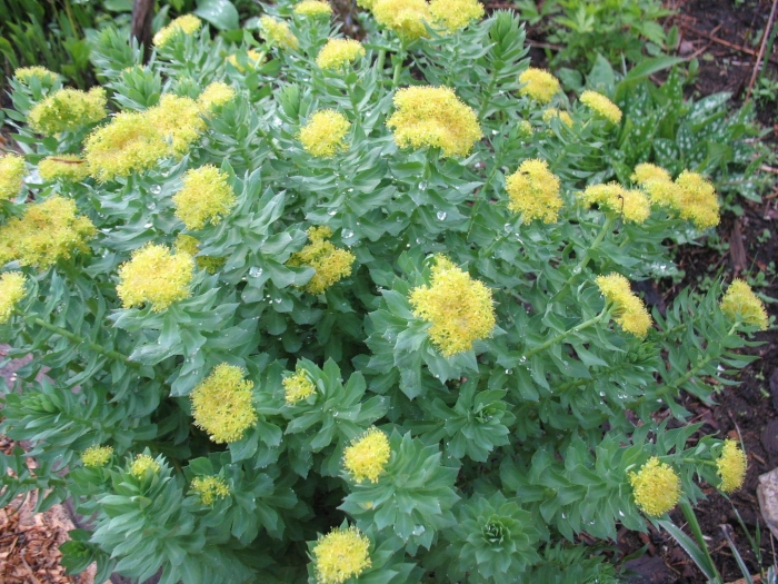 Родиола розовая золотой корень