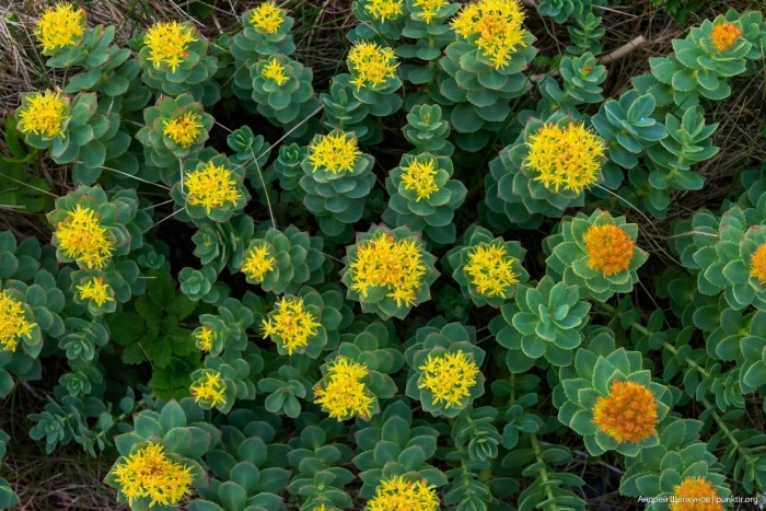 Родиола розовая rhodiola rosea