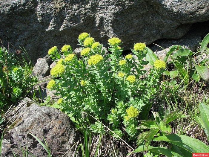 Золотой корень растение