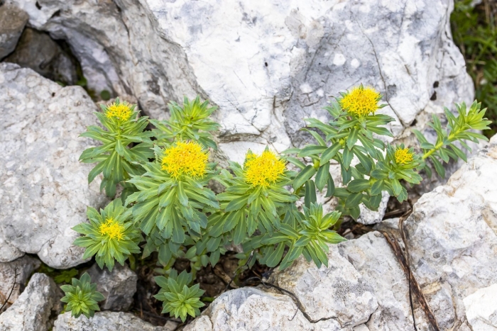 Родиола иремельская башкортостана