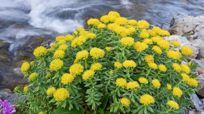 Родиола розовая золотой корень