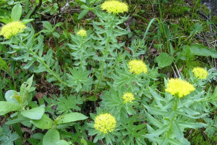 Родиола розовая rhodiola rosea