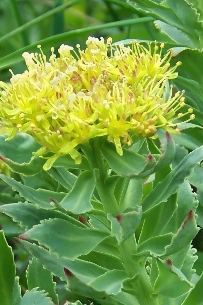 Родиола розовая rhodiola rosea