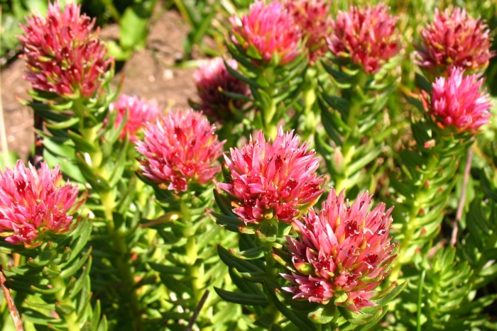 Розовая родиола