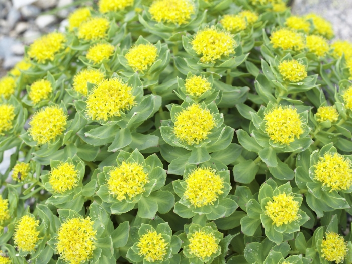 Родиола розовая rhodiola rosea