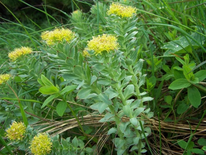 Родиола розовая rhodiola rosea