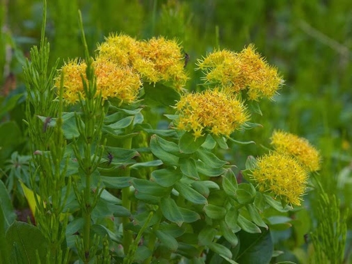 Очиток золотой корень