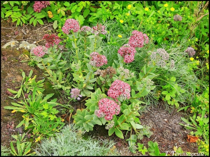Очиток видный sedum spectabile