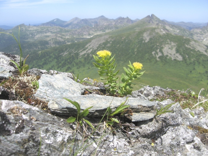 Золотой корень горный алтай