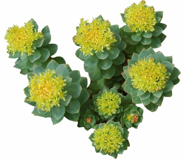 Rhodiola rosea