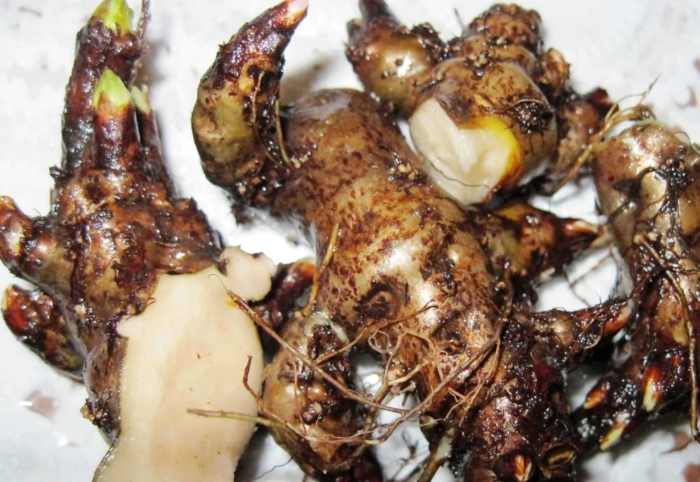 Корень родиолы розовой