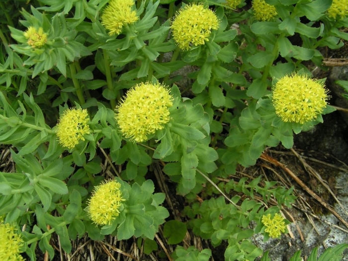 Родиола розовая rhodiola rosea