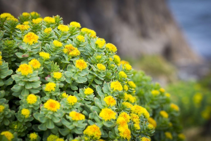 Родиола розовая rhodiola rosea