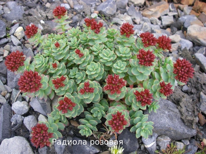 Родиола розовая rhodiola rosea