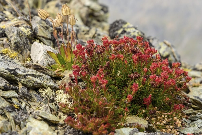 Родиола четырёхраздельная (красная щетка)