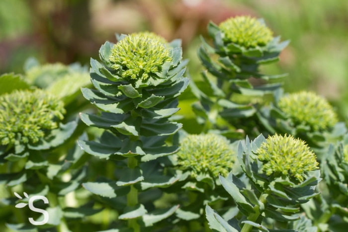 Родиола розовая rhodiola rosea