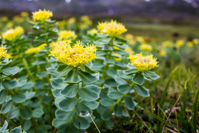 Родиола розовая rhodiola rosea