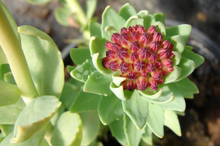 Родиола розовая rhodiola rosea
