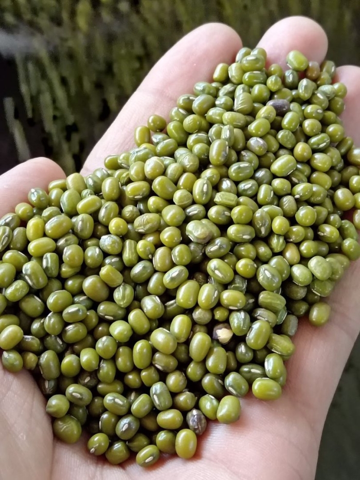 Маш бобы мунг