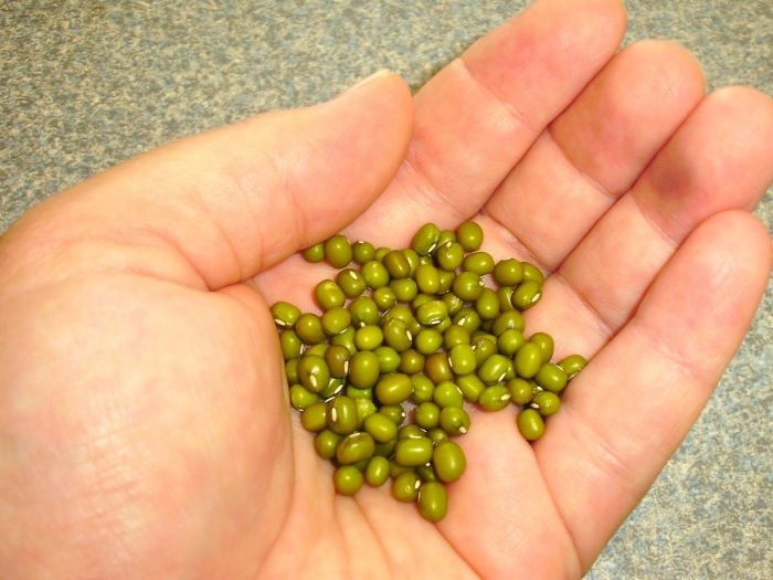 Маш бобы мунг