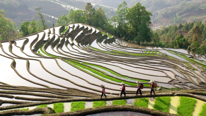 Гуйлинь рисовые террасы