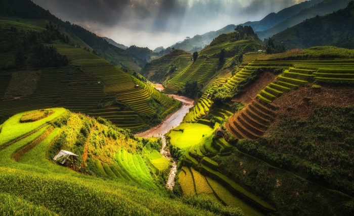 Рисовые террасы в му кан чай вьетнам