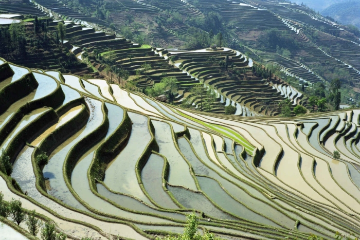 Рисовые террасы юаньян