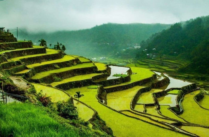 Banaue rice terraces