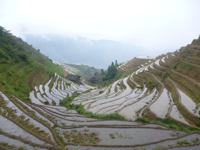 Рисовые террасы лунцзи в китае
