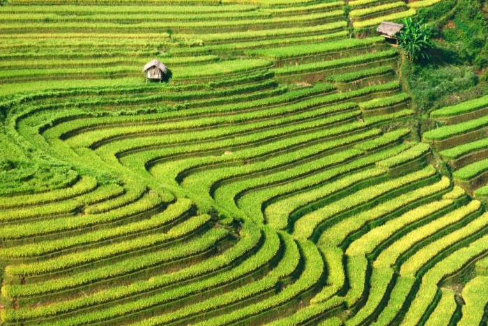 Рисовые террасы му кан чай