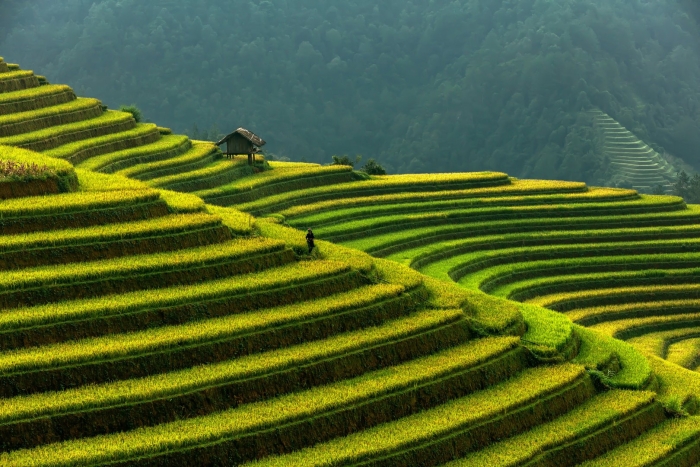 Вьетнам чайные плантации