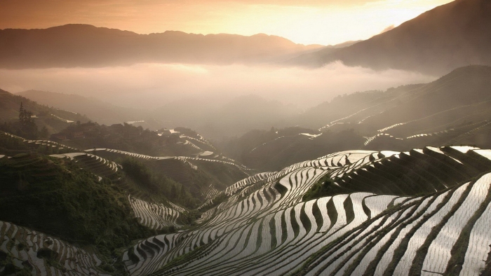 Rice terraces