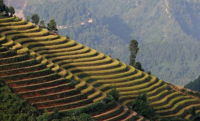 Террасовые поля вьетнам