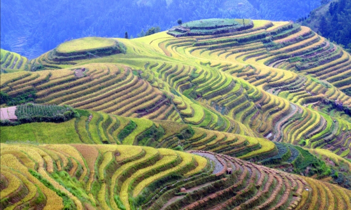 Рисовые плантации в китае