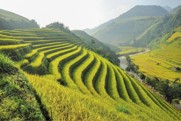 Рисовые поля в южной корее