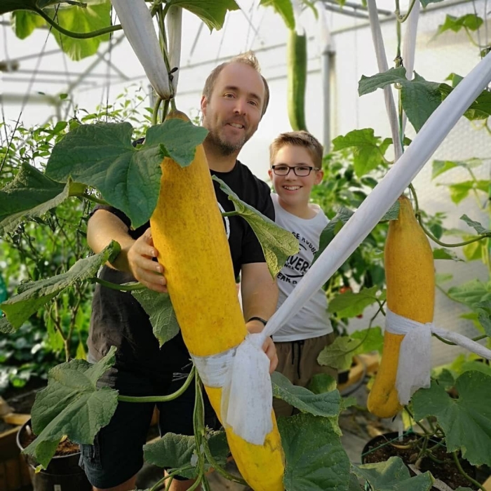 Огромные огурцы