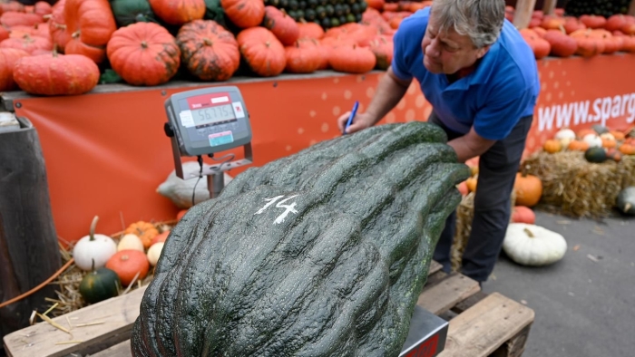 Овощи гиганты