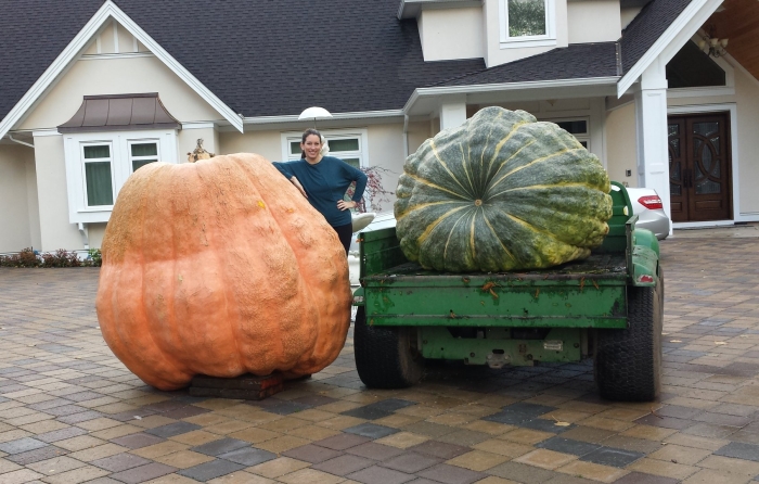 Матиас виллеминс тыква