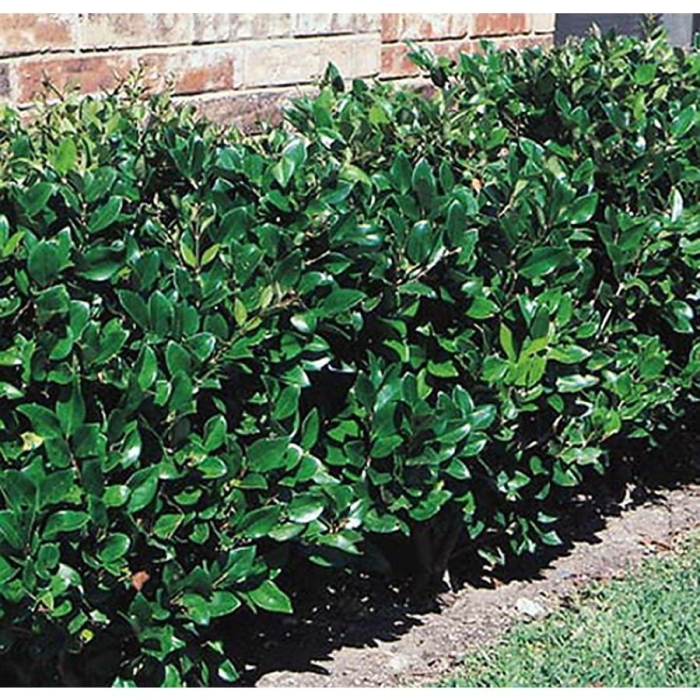 Бирючина синенсис