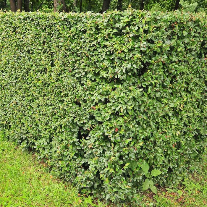 Кизильник блестящий изгородь