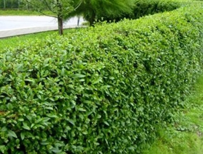 Бирючина живая изгородь