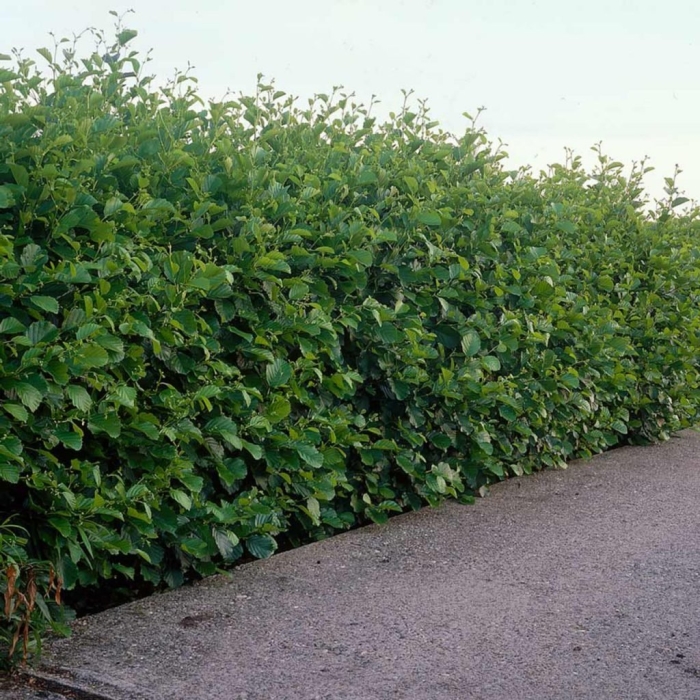 Живая изгородь быстрорастущая многолетняя