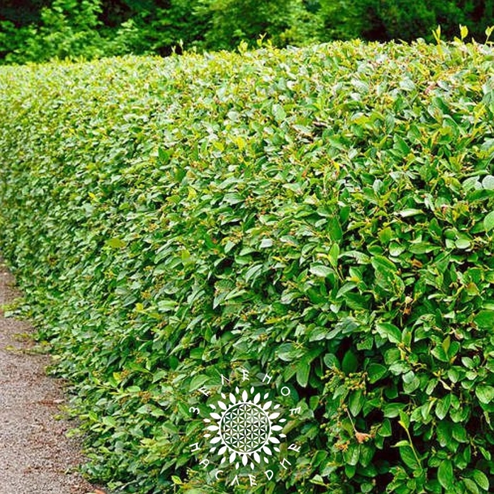 Кизильник живая изгородь