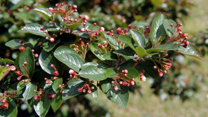 Кизильник cotoneaster lucidus