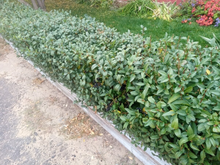 Кизильник вечнозеленый