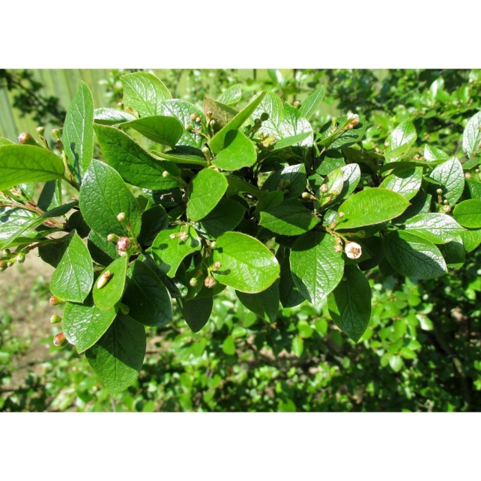 Кизильник люцидус