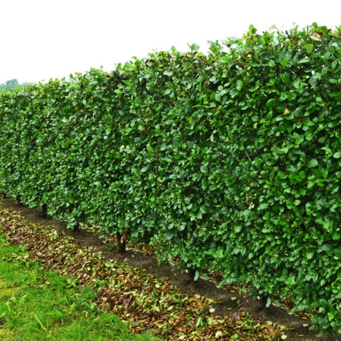 Боярышник сливолистный живая изгородь