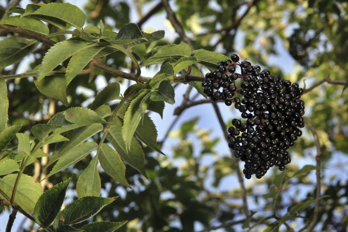 Бузина черная