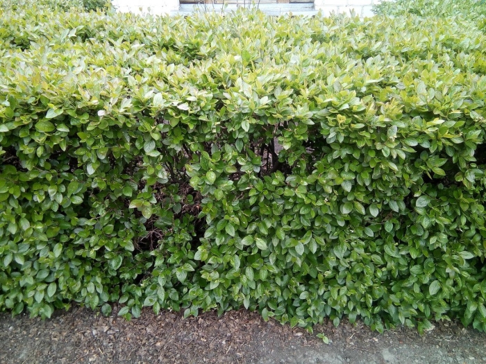 Кизильник черноплодный куст изгородь