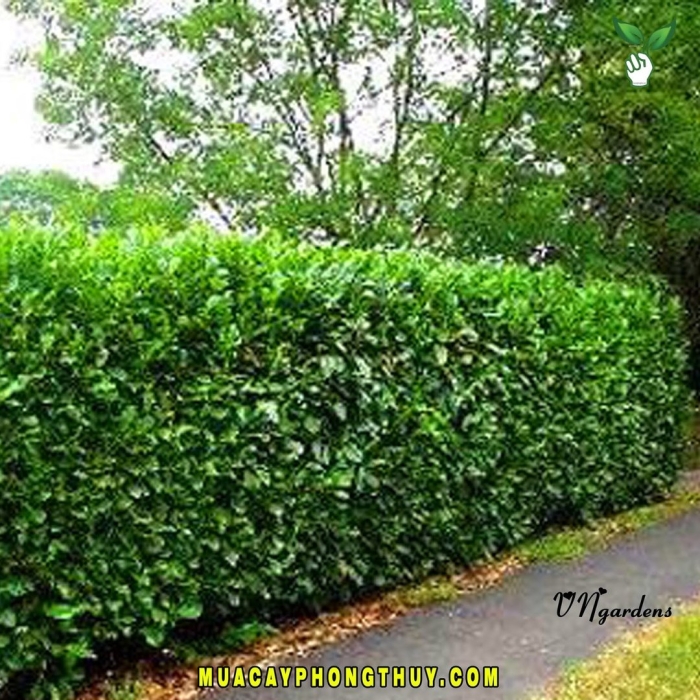 Арония живая изгородь